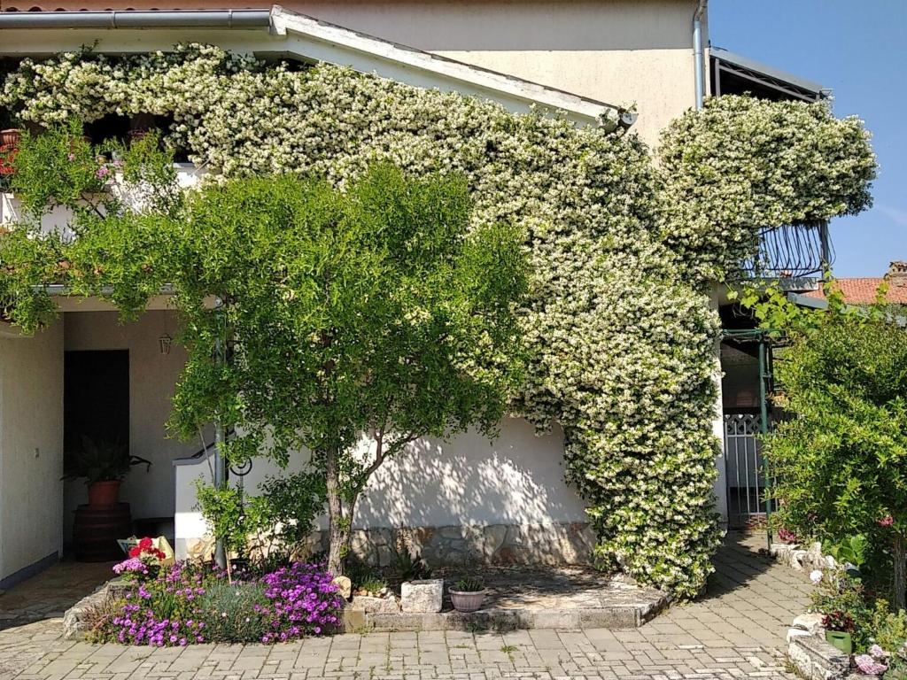 Apartment Apartment Sasa A3 - HR-11069-02 by Interhome