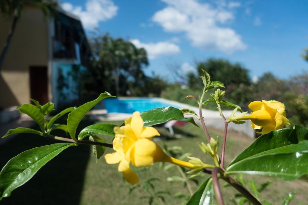 una planta con flores amarillas frente a una piscina en La muscade, en Ferry