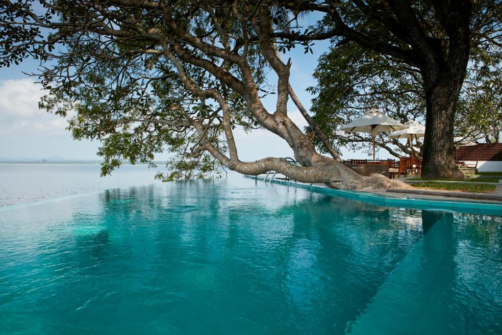 a swimming pool with a tree in the water at Ekho Lake House in Polonnaruwa