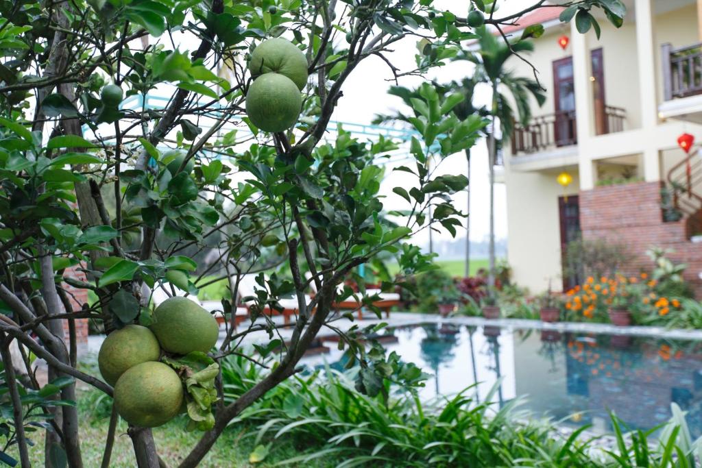 a tree with green fruit in front of a swimming pool at Lama Villa Hoi An in Hoi An