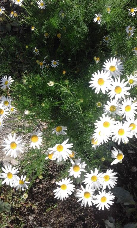 a bunch of white daisies on the ground at Pensiunea Margareta in Sita Buzăului
