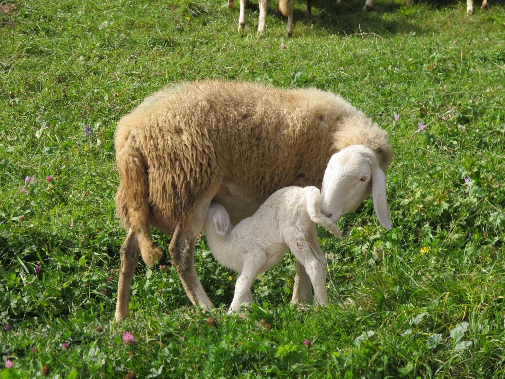 Zvířata v farmy nebo okolí