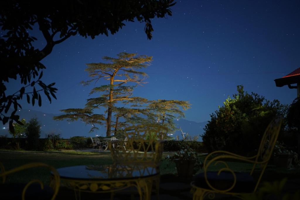 a tree at night with a table and chairs at Springfields - A Heritage Palace Since 1902 in Shimla