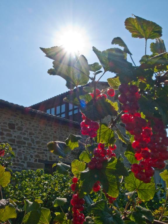 Zahrada ubytování Posada El Prado Mayor