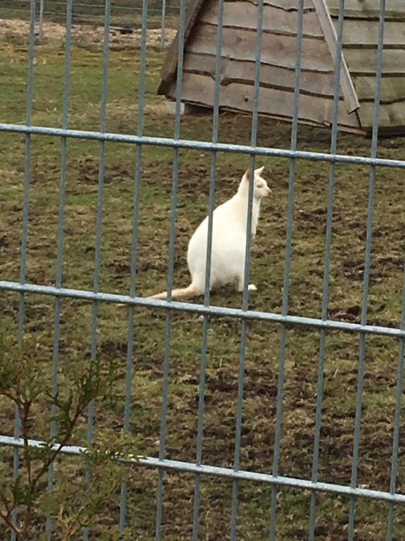Eine weiße Katze sitzt hinter einem Zaun in der Unterkunft Ferienhaus Charme in Grabowhöfe