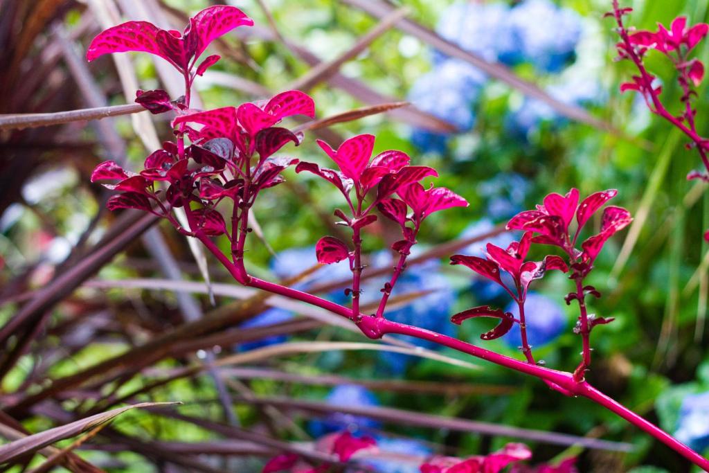 Zahrada ubytování Mt Glorious Getaways