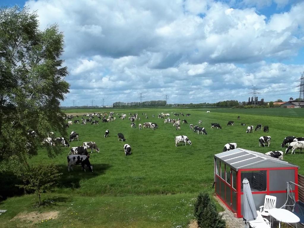 a herd of cows grazing in a green field at Ferienwohnung Berne in Berne