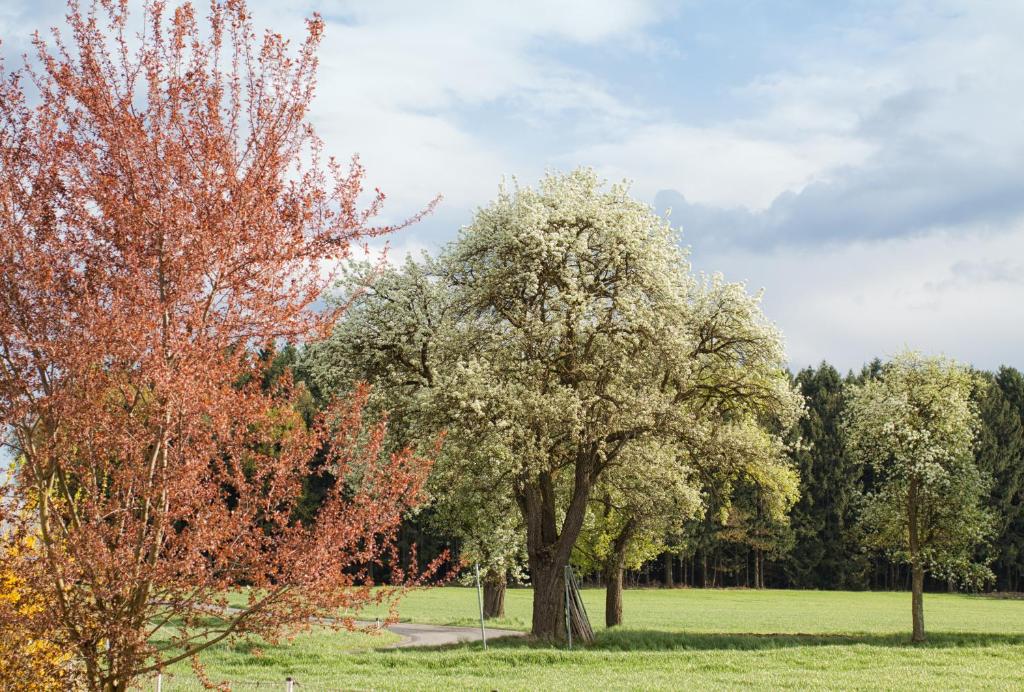 Zahrada ubytování Willi's Bauernhof