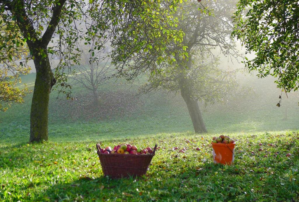 Zahrada ubytování Willi's Bauernhof