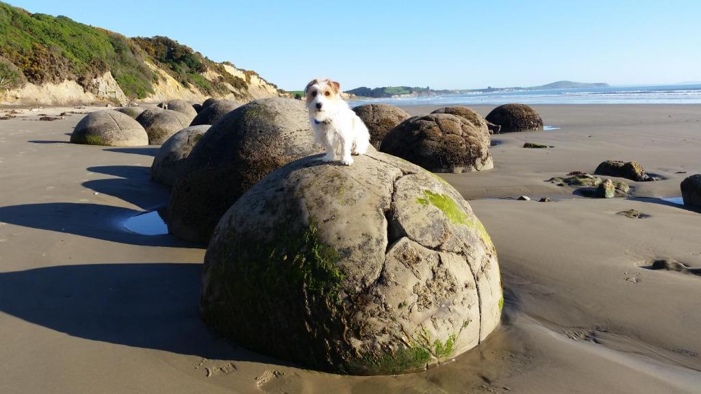 a dog sitting on a rock on the beach at Moeraki Boulders Motel in Hampden