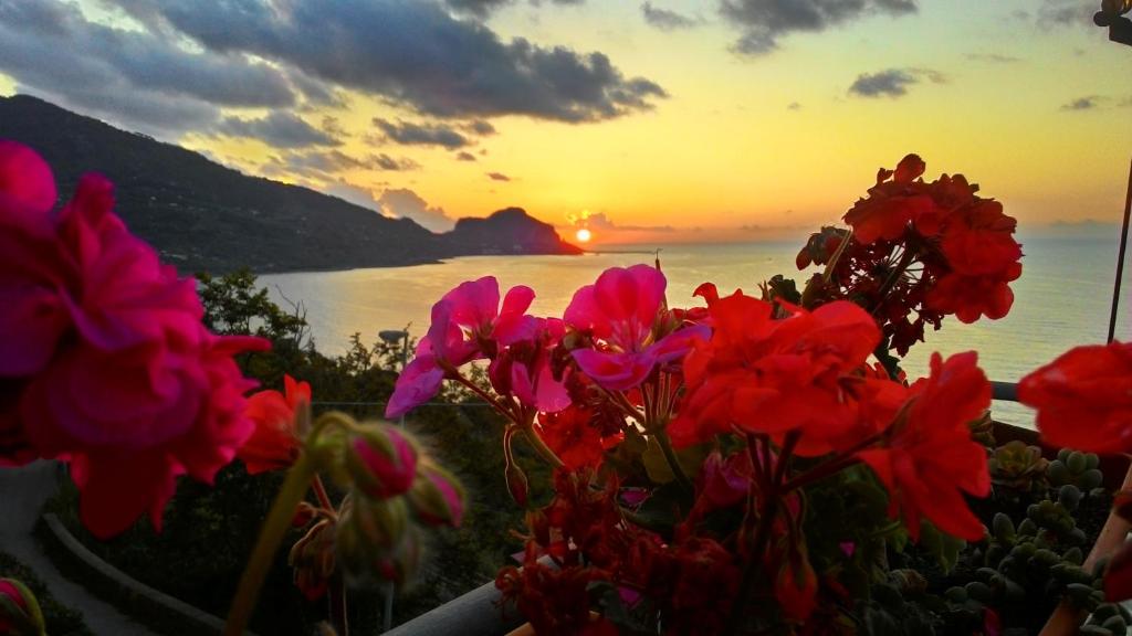 um grupo de flores vermelhas com o pôr-do-sol ao fundo em FraMavi em Cefalù