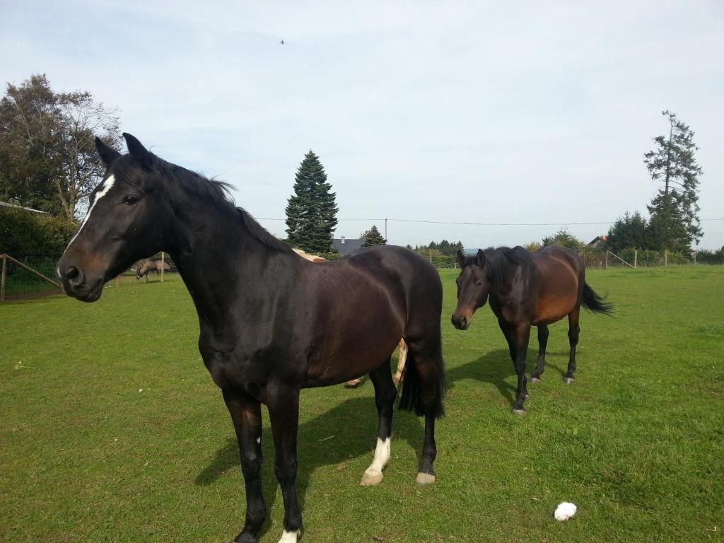 dos caballos parados en un campo de hierba en Herzfennerhof Mobilheim, en Auw