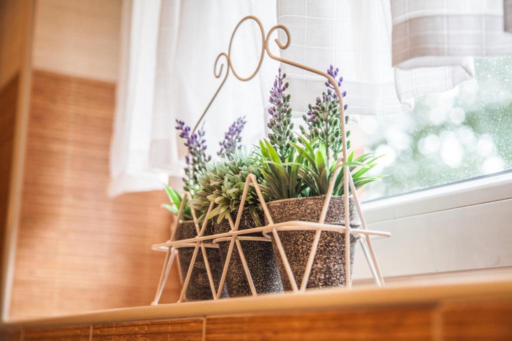 Apartmány U Červeného stromu - 13