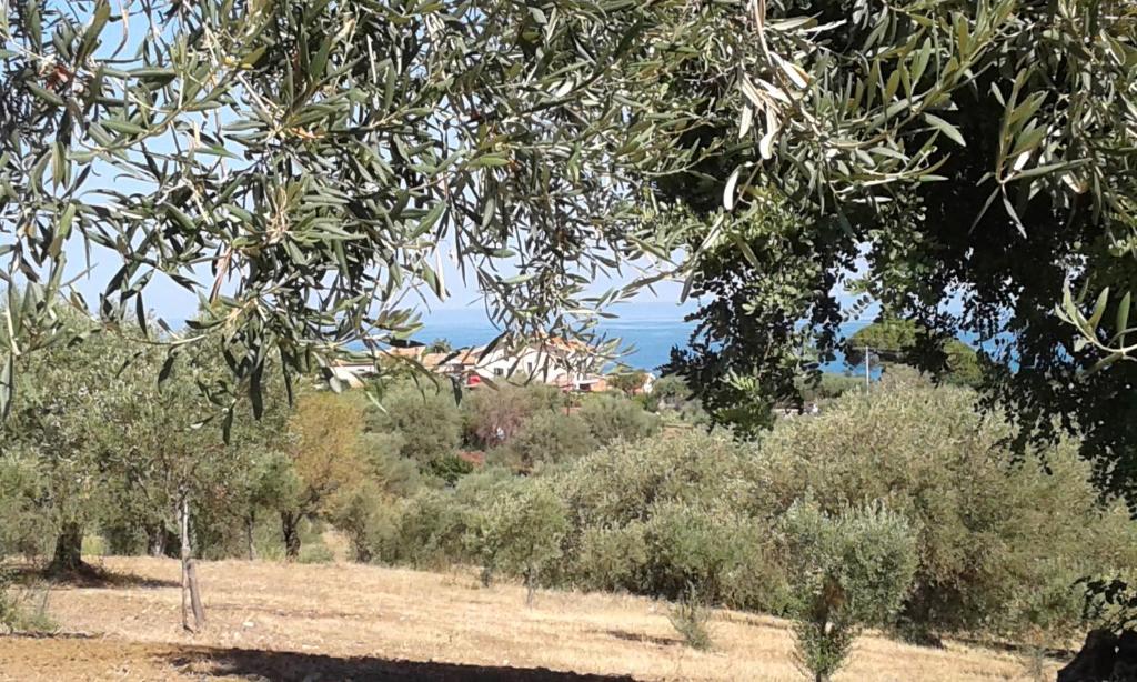 un grupo de árboles y arbustos con el océano en el fondo en Il Casale il Sole e la Margherita, en Campofelice di Roccella