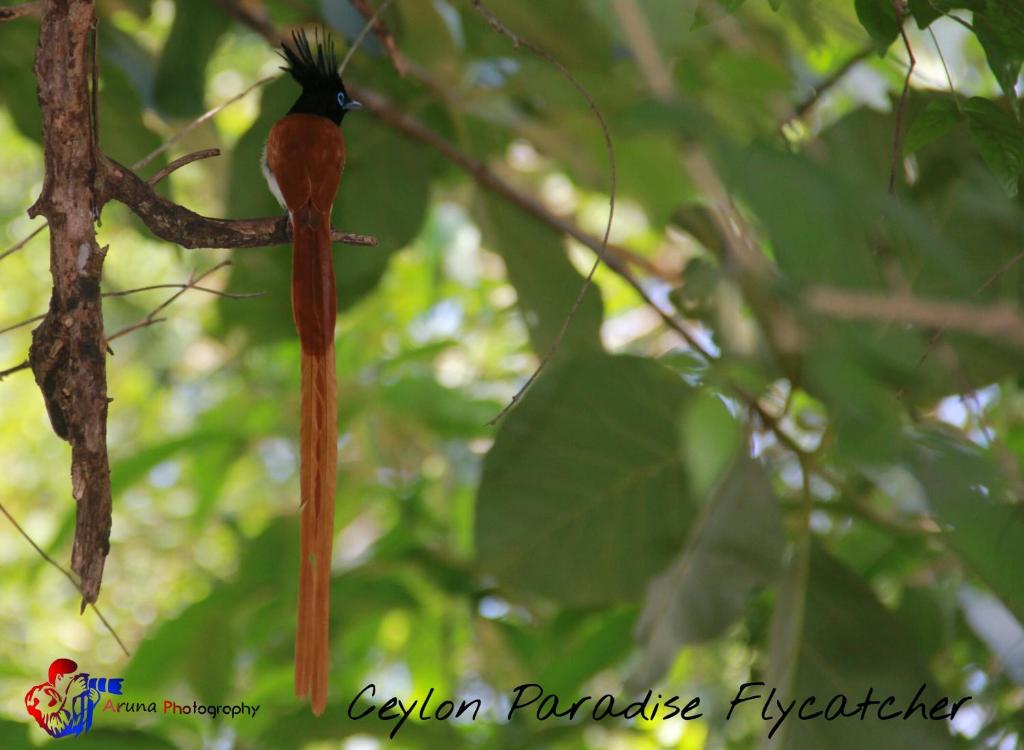 Fotografie z fotogalerie ubytování Weaver Bird Villa v destinaci Habarana