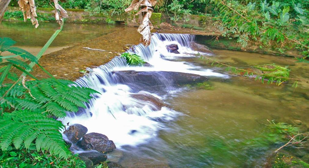  Chalé Truta da Floresta