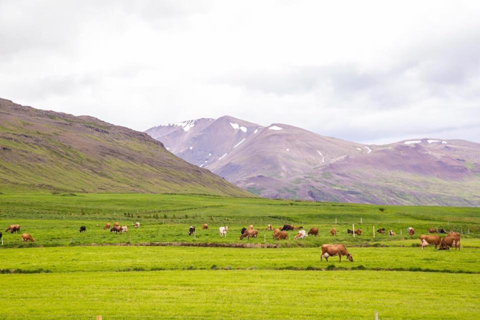 a herd of animals grazing in a field with mountains at Erpsstadir Cottage in Sauðafell