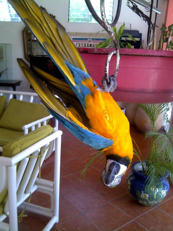 a large colorful parrot hanging from a table at Habitation Hatt Hotel in Delmas