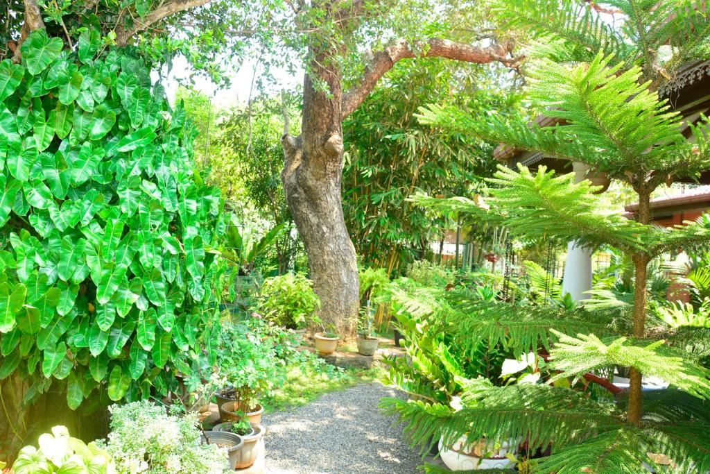 a garden with plants and a tree and a path at Livinginn Polonnaruwa in Polonnaruwa