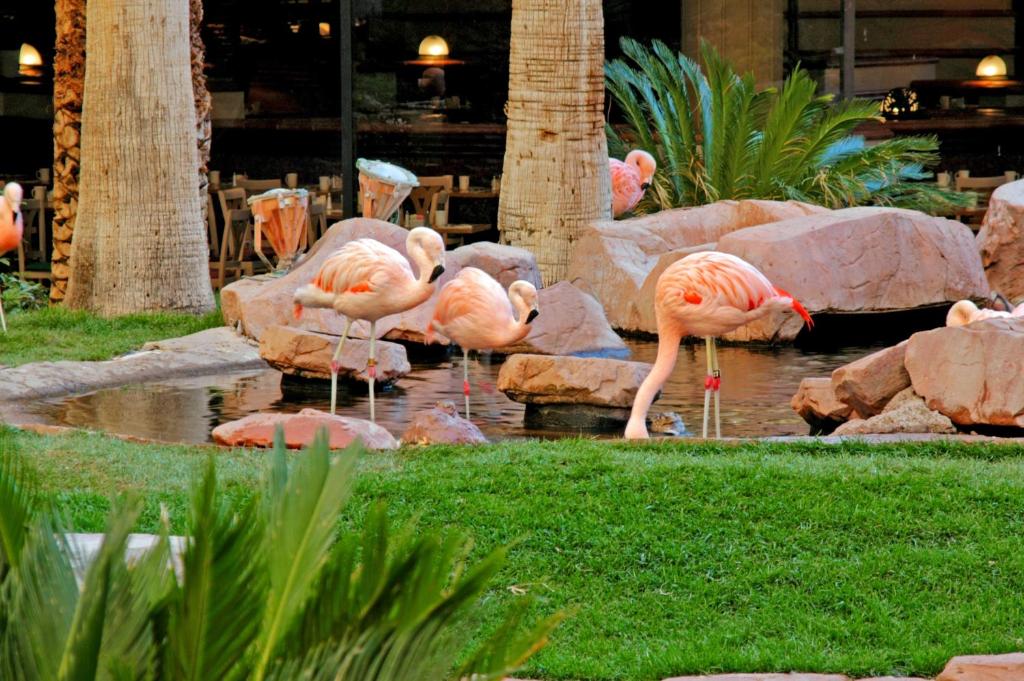 Flamingo Las Vegas Hotel & Casino, Las Vegas – Aktualisierte Preise für 2024