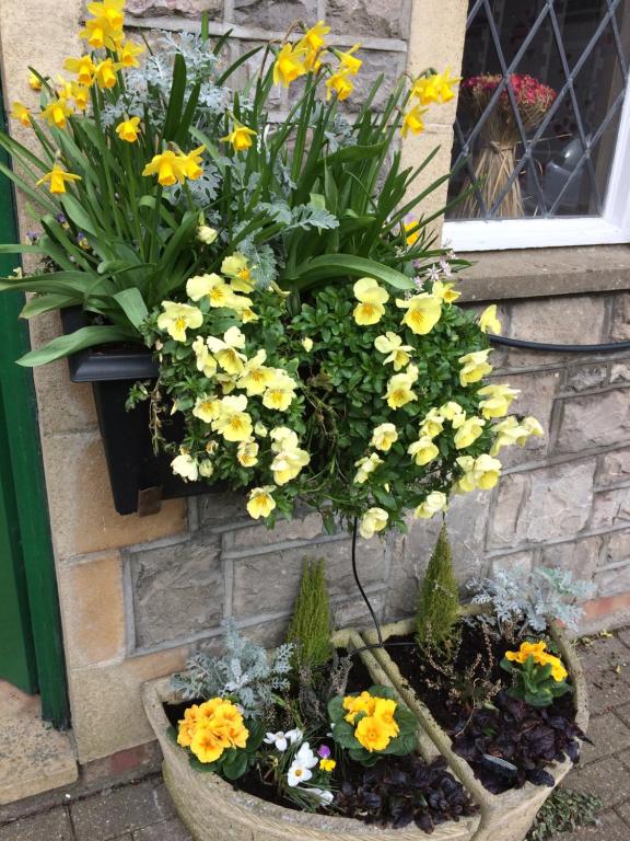 a flower pot with yellow and white flowers in it at Lewinsdale Lodge in Weston-super-Mare
