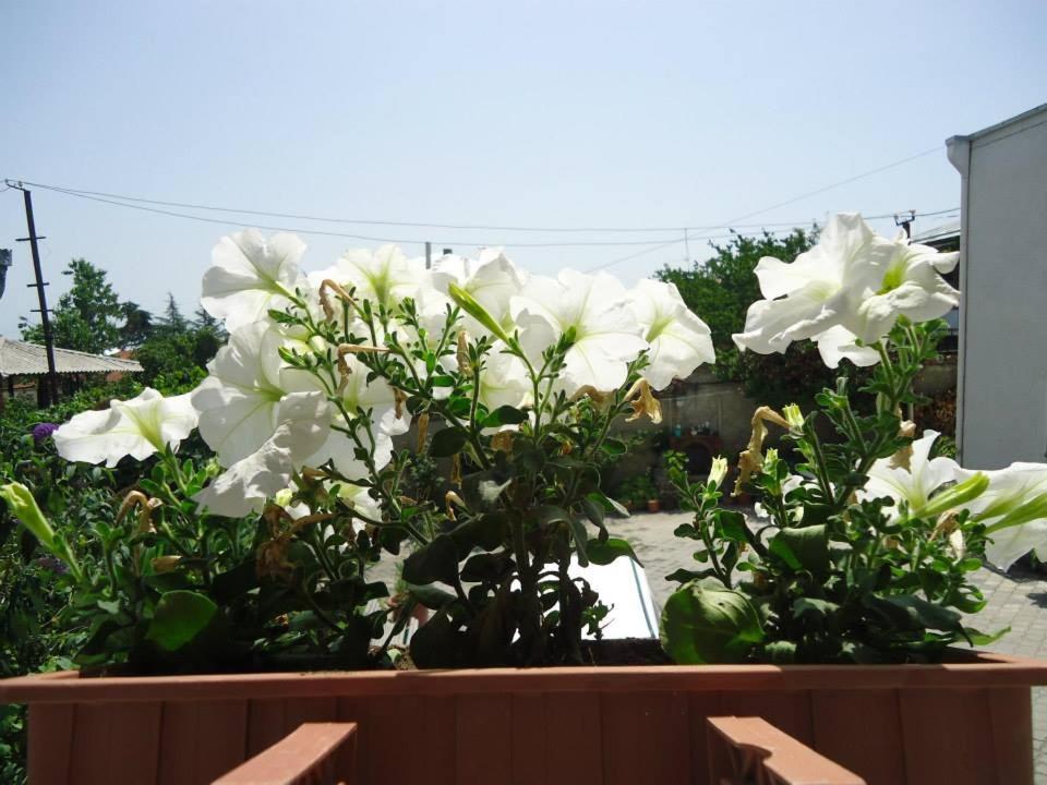 Fotografie z fotogalerie ubytování Guesthouse Giorgi v destinaci Telavi