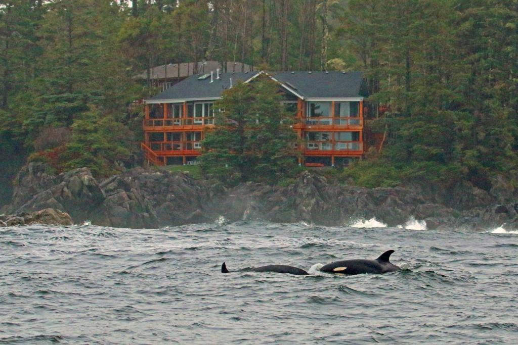 een paar dieren zwemmen in het water voor een huis bij Melfort Bell Guest Suites in Ucluelet