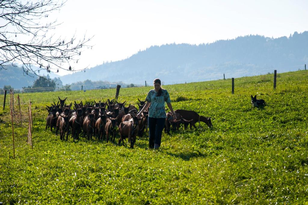 a man walking in a field with a herd of animals at Agroturistika kozí farma Rožnov pod Radhoštěm in Rožnov pod Radhoštěm