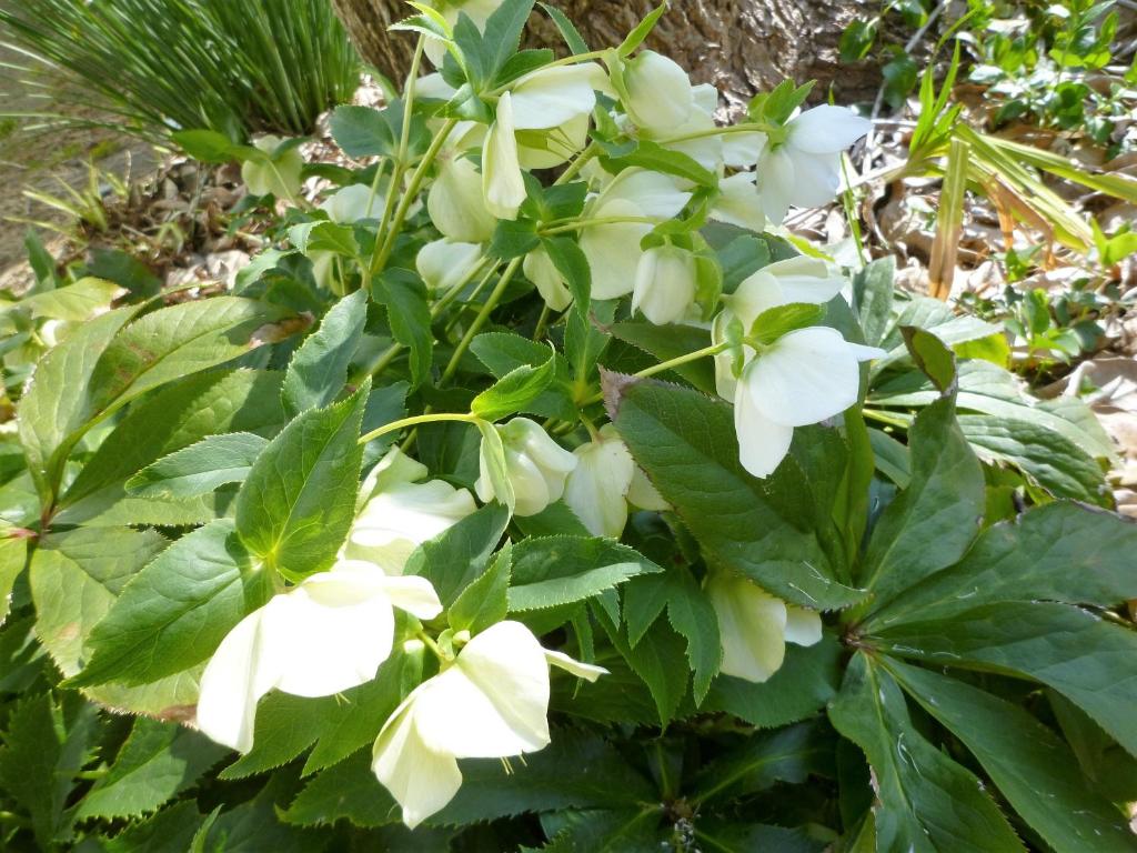 Zahrada ubytování Pension Flora