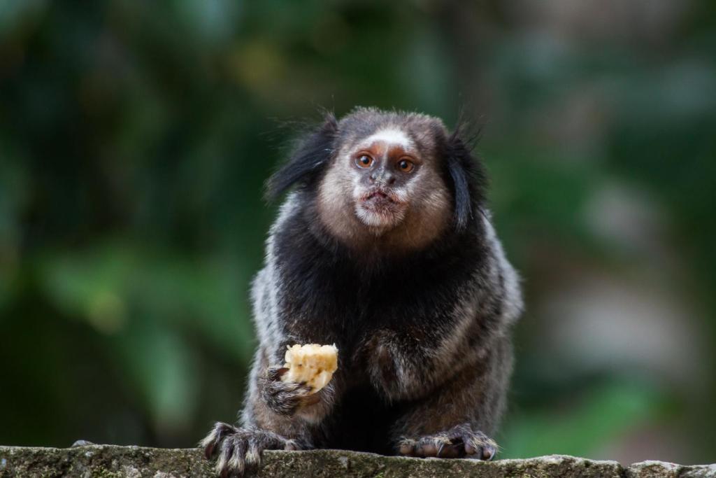  Pousada Espaço do Sagui - Taipu de Fora