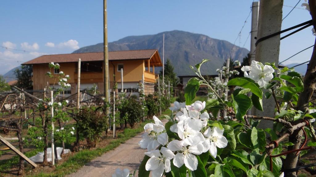 un jardín con flores blancas frente a una casa en Urbanhof Prantenberger, en Bolzano