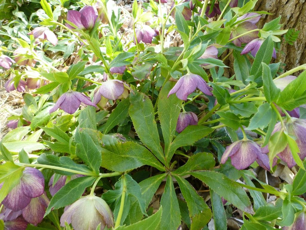 Zahrada ubytování Pension Flora