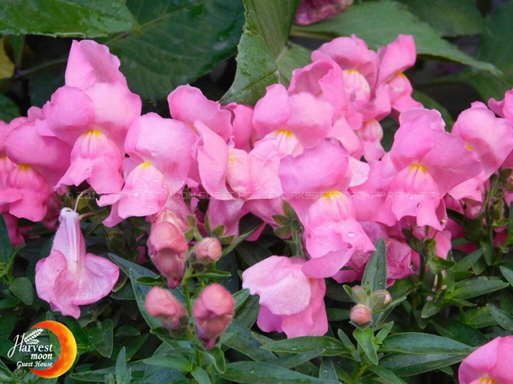 Giardino di Harvest Moon Guest House