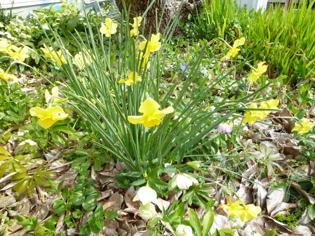 Zahrada ubytování Pension Flora