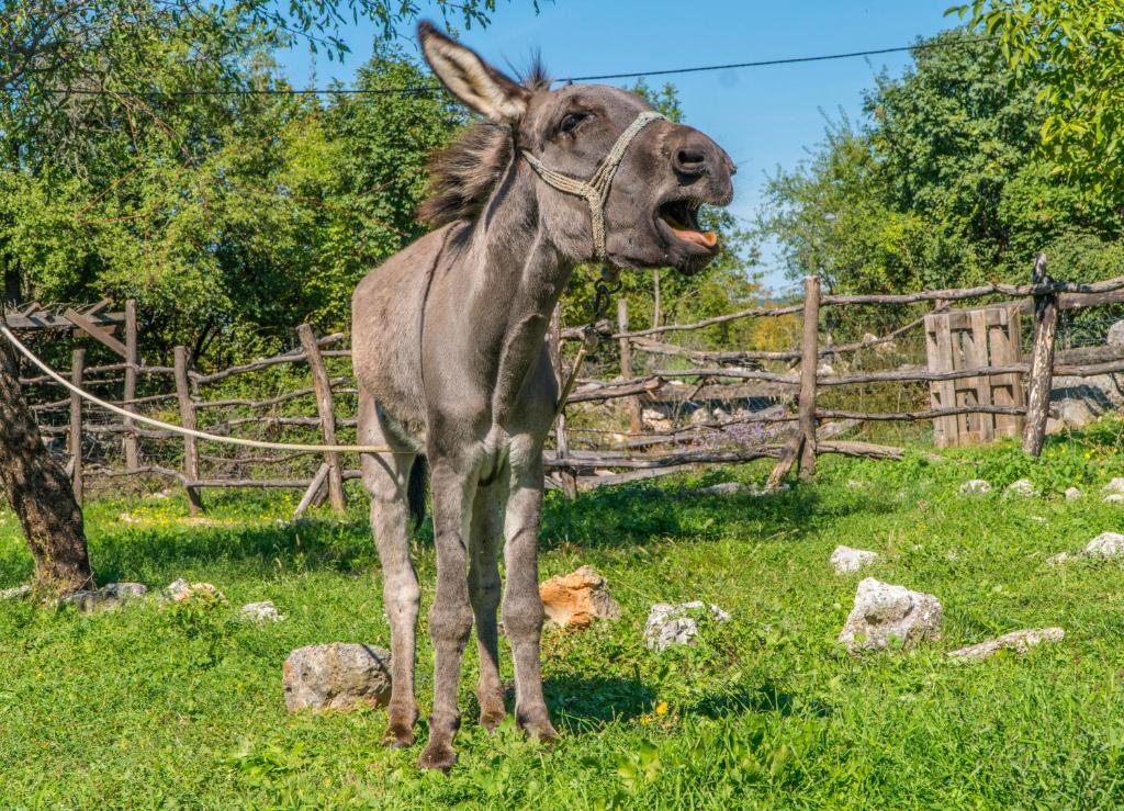 Animaux dans le B&B/chambre d'hôtes ou à proximité