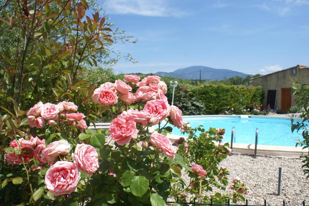 różowe róże obok basenu w obiekcie Les Romarins w mieście Crestet