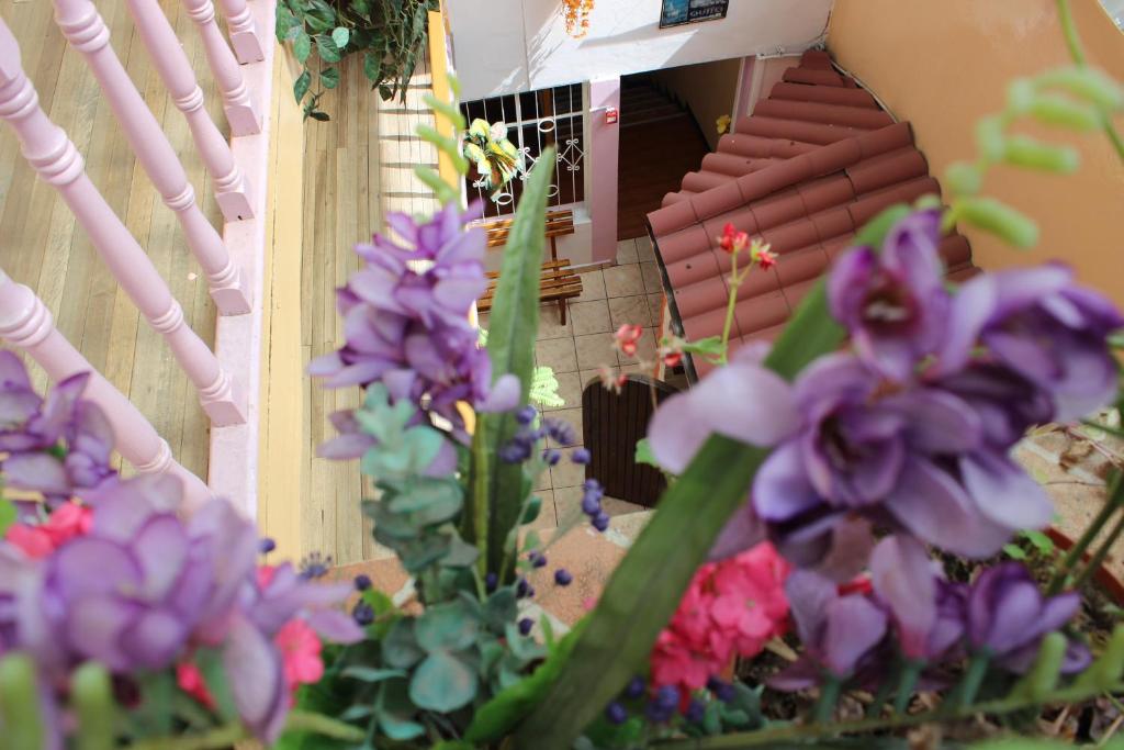 Zahrada ubytování Hostal Yumbo Imperial