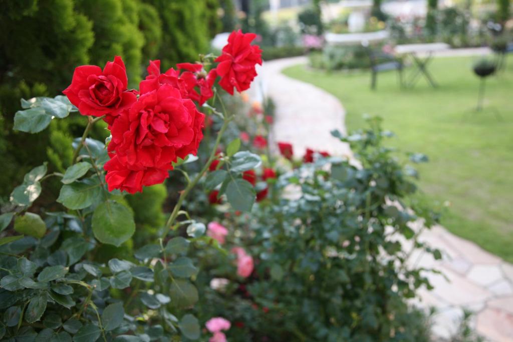 Zahrada ubytování Hotel Sunlife Garden