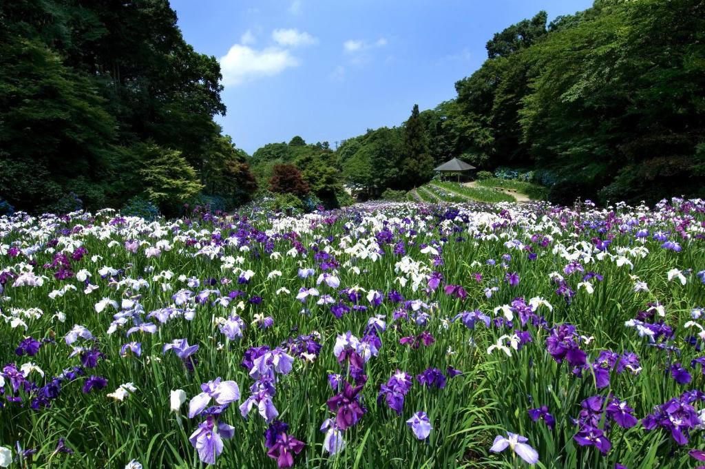 a field of purple and white flowers at Hotel Nikko Kanazawa in Kanazawa