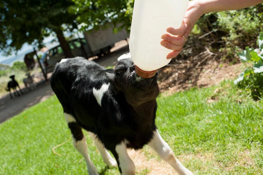 Ospiti di Kurlender Guest House con animali domestici