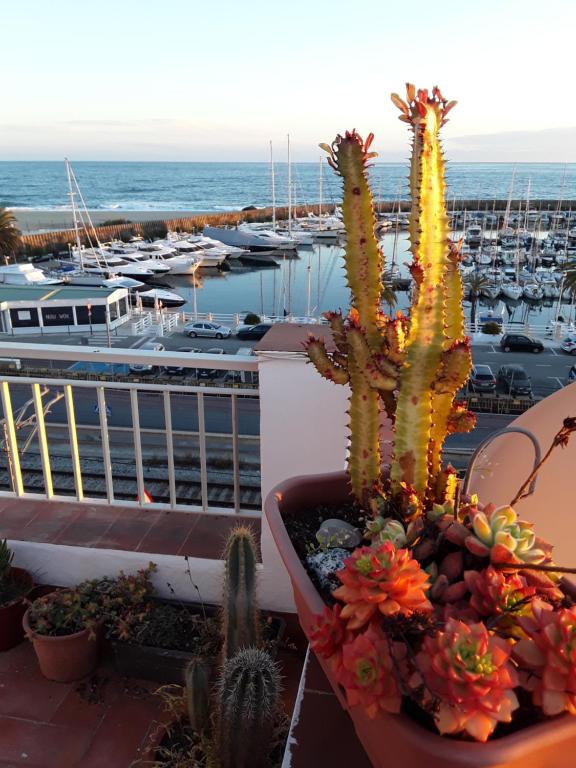 una planta en una olla en un balcón con puerto deportivo en Mediterraneo, en Masnou