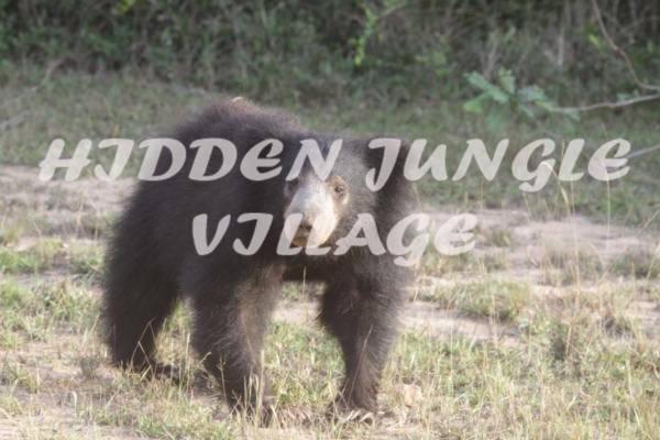 Fotografie z fotogalerie ubytování Hidden Jungle Village v destinaci Wilpattu