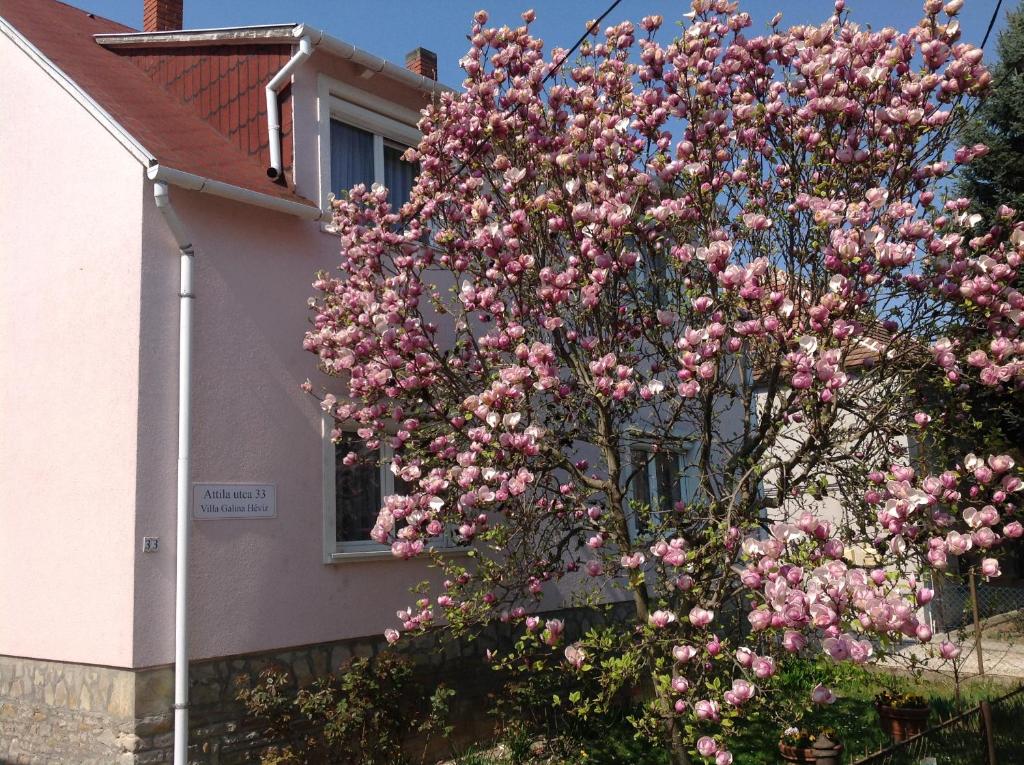 ヘーヴィーズにあるVilla Galina Hévízのピンクの花の木