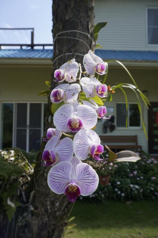 Jardín al aire libre en Dong Hua Dream House
