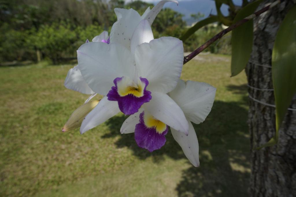 Jardín al aire libre en Dong Hua Dream House
