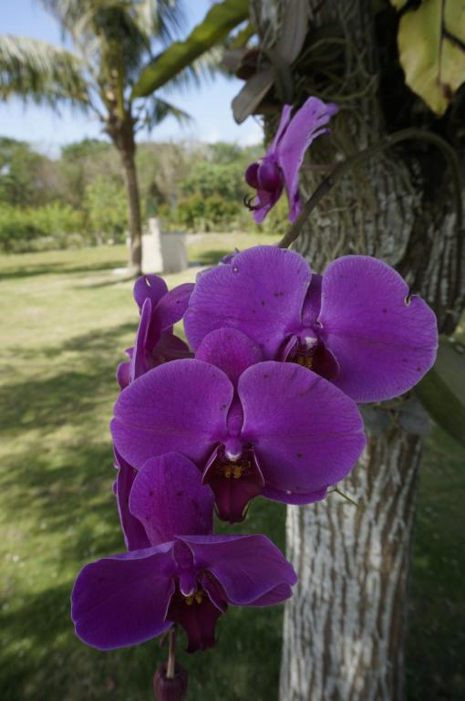 Jardín al aire libre en Dong Hua Dream House