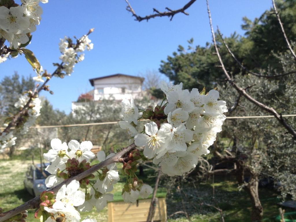 un primer plano de flores blancas en un árbol en Via col Vento, en Chieti