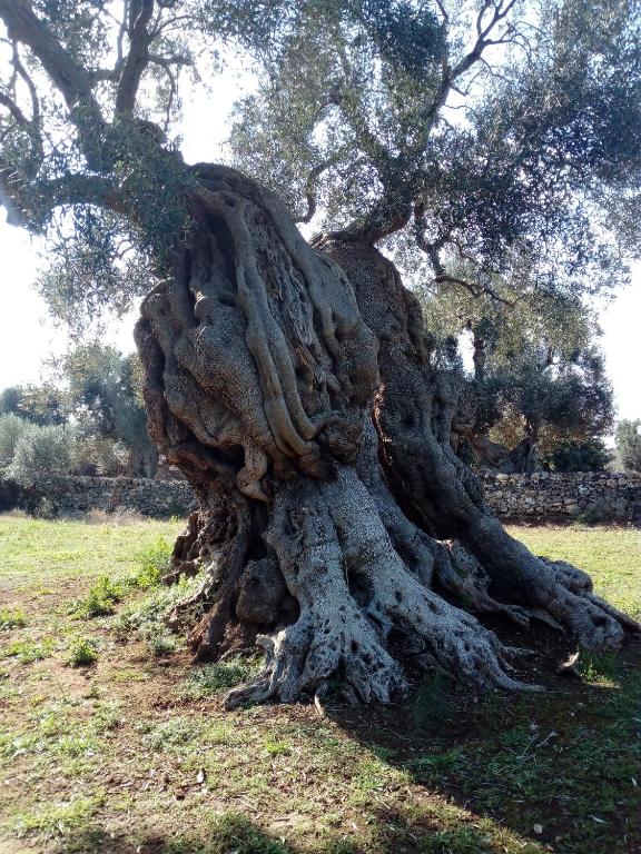 Kép Agriturismo Masseria Alberotanza szállásáról Conversanóban a galériában