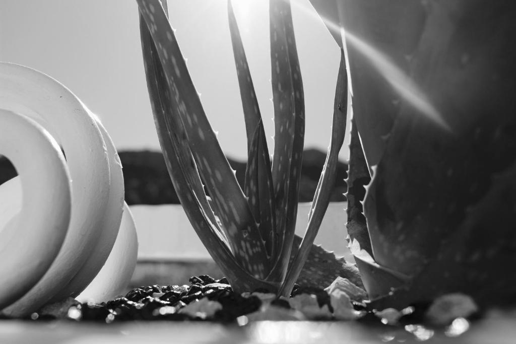 a close up of a potted plant on a table at Villa Pollio Guest House in Anacapri
