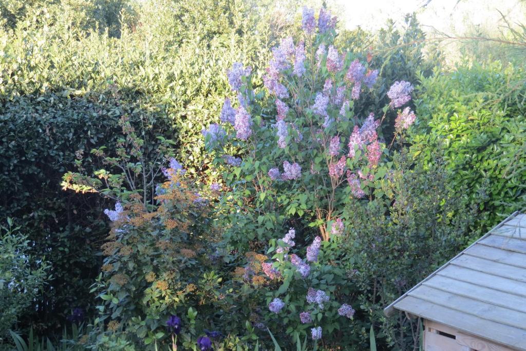 a garden with purple flowers and bushes at Mas Myro in Uzès